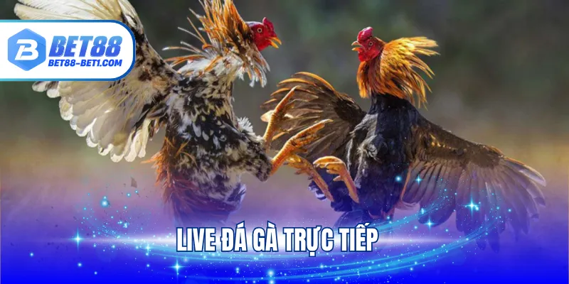 Live Đá Gà Trực Tiếp - Trải Nghiệm Đấu Kê Đạt Chuẩn Quốc Tế